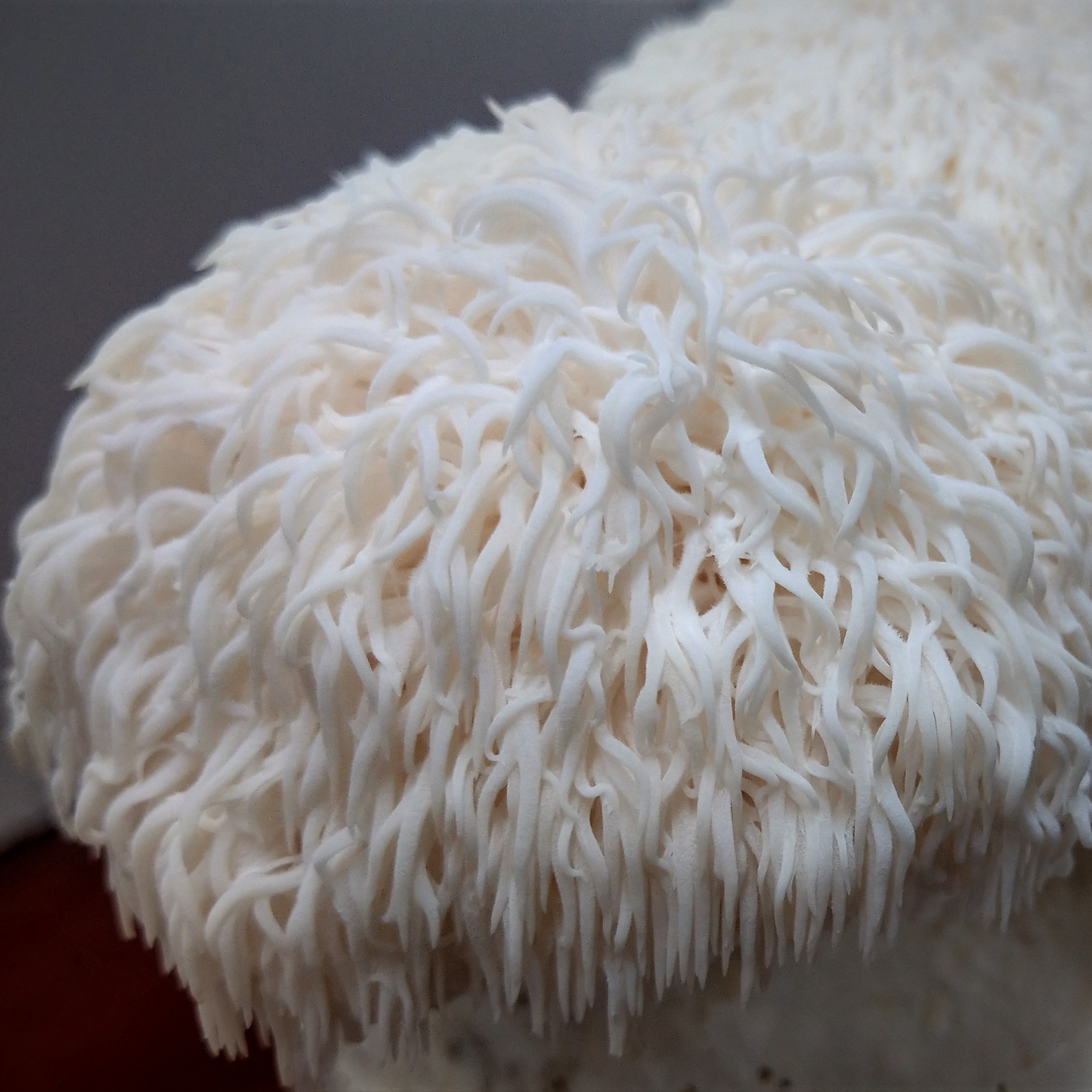 lion's mane extract