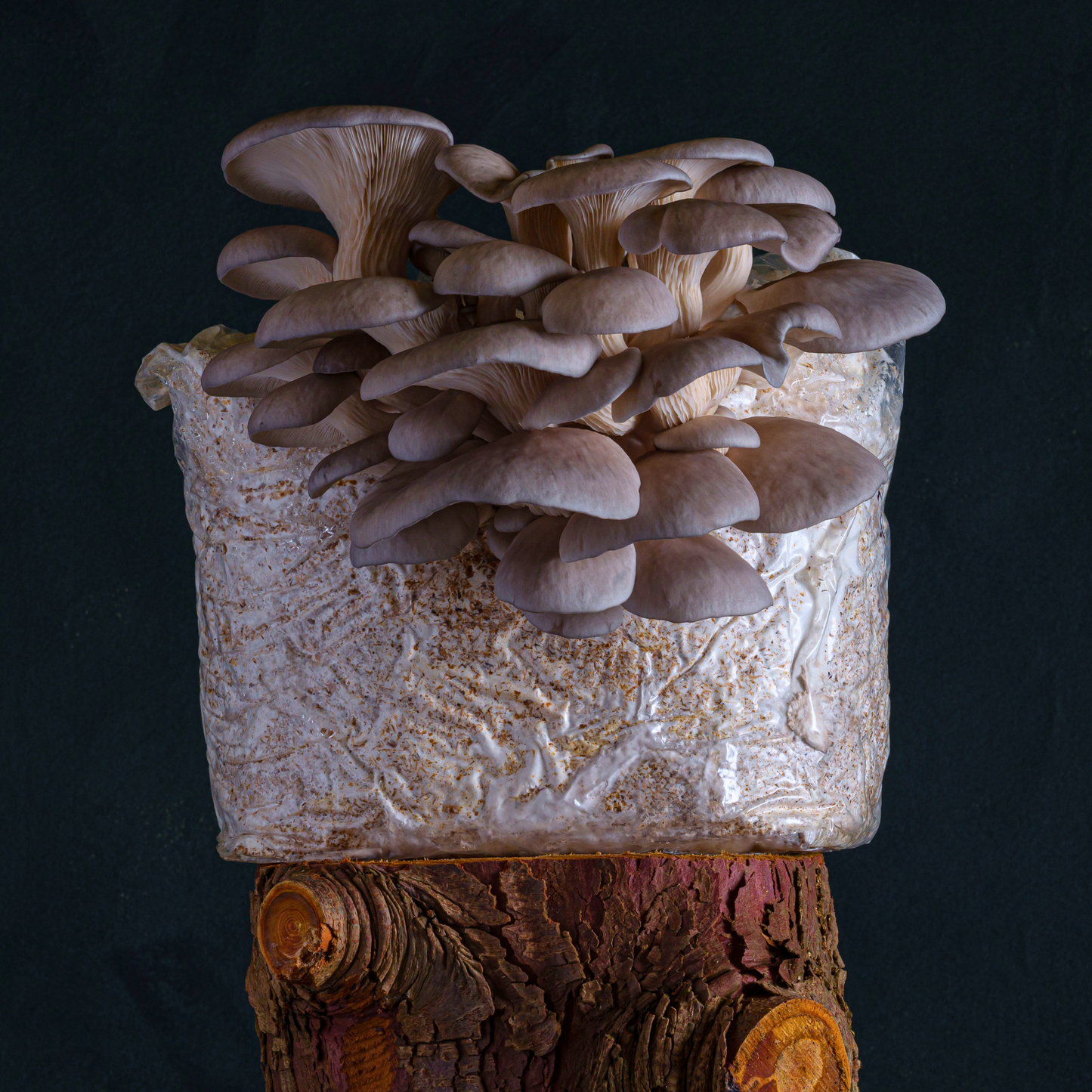 grey oyster mushroom grow kit