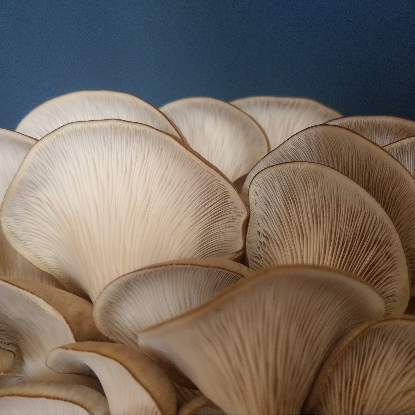 grey oyster mushroom grow kit