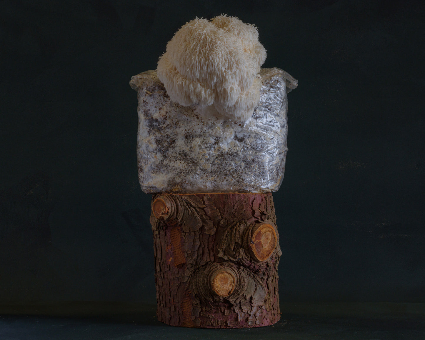 lion's mane mushroom grow kit