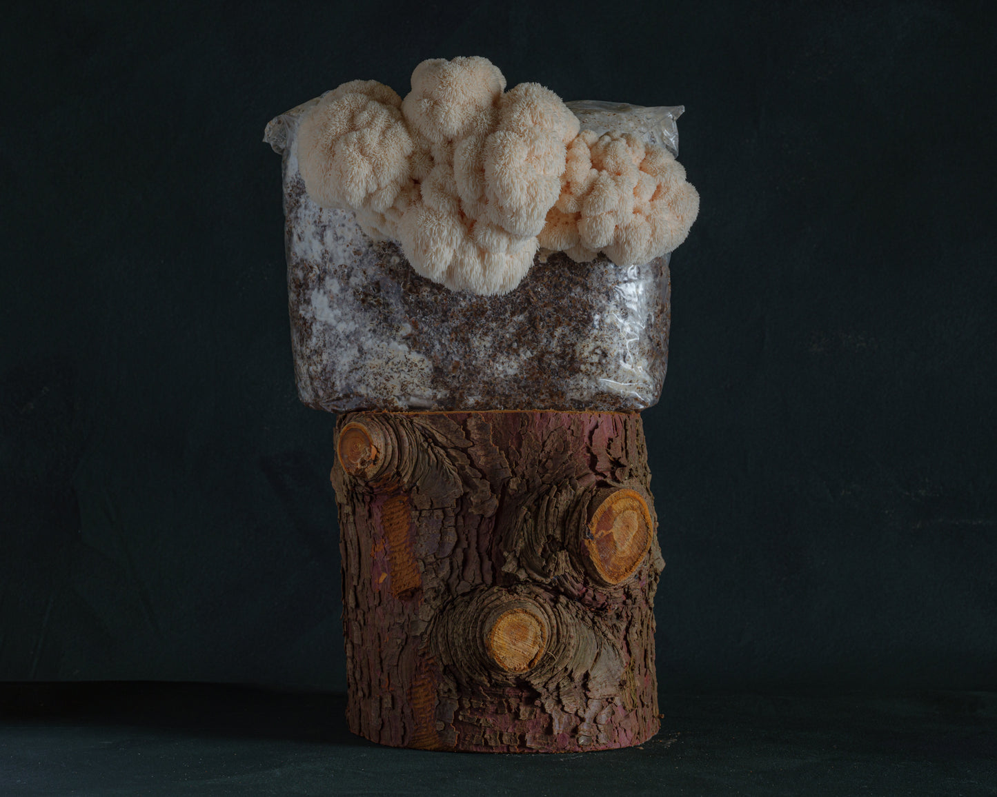 lion's mane mushroom grow kit
