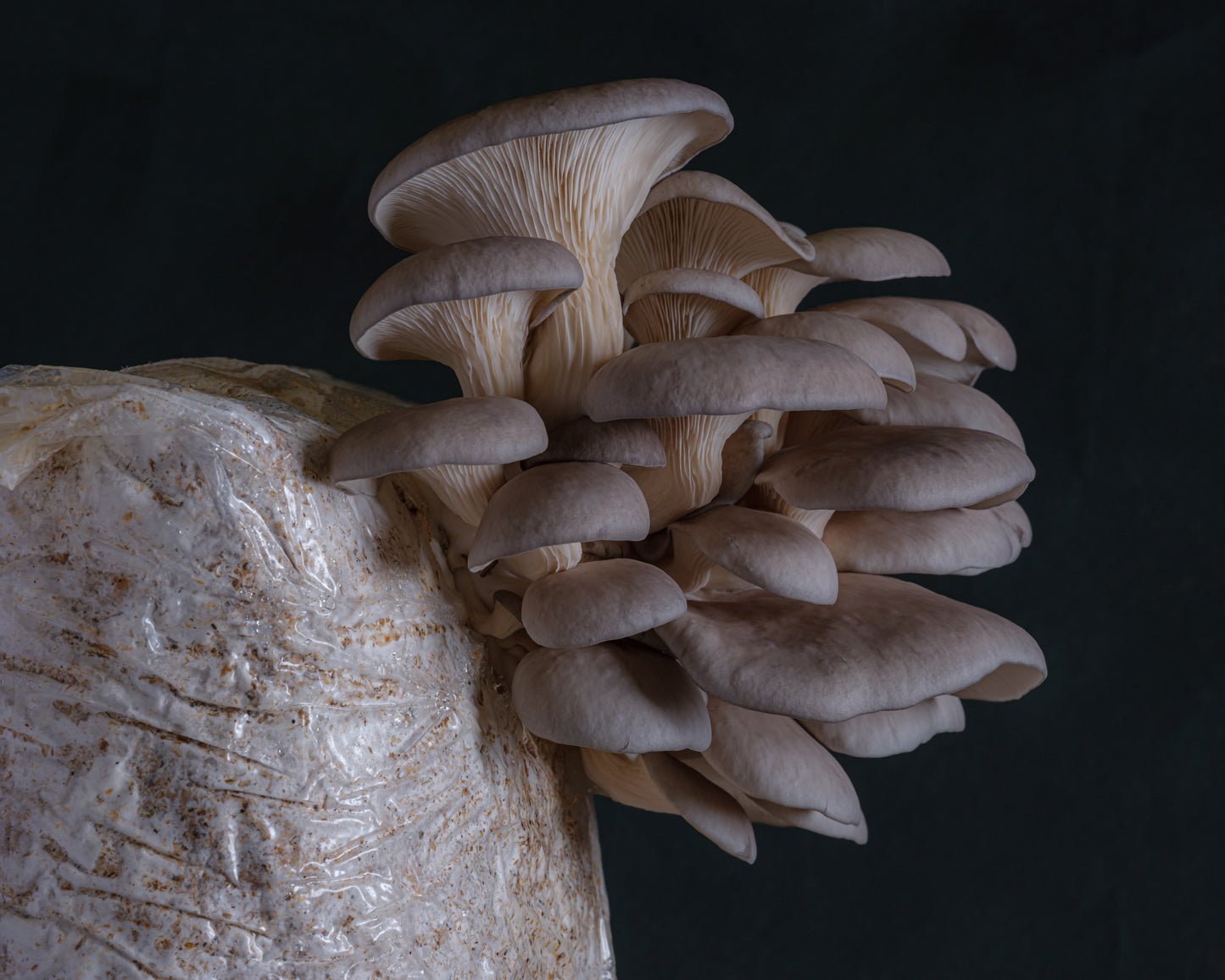 grey oyster mushroom grow kit