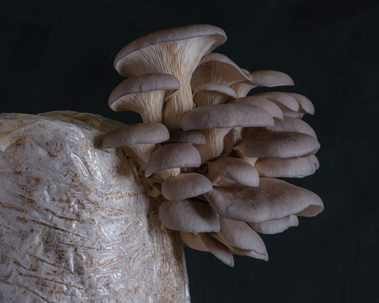 grey oyster mushroom grow kit