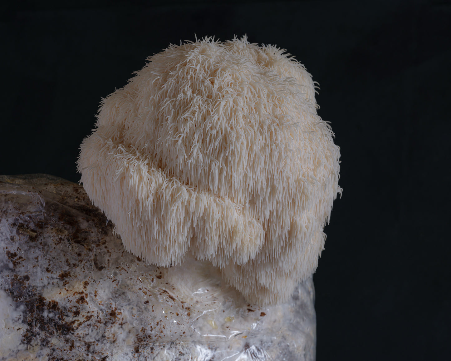 fresh lion's mane