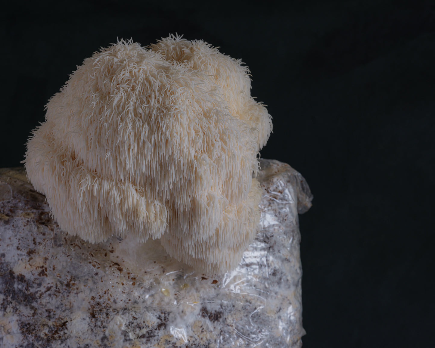 lion's mane mushroom grow kit