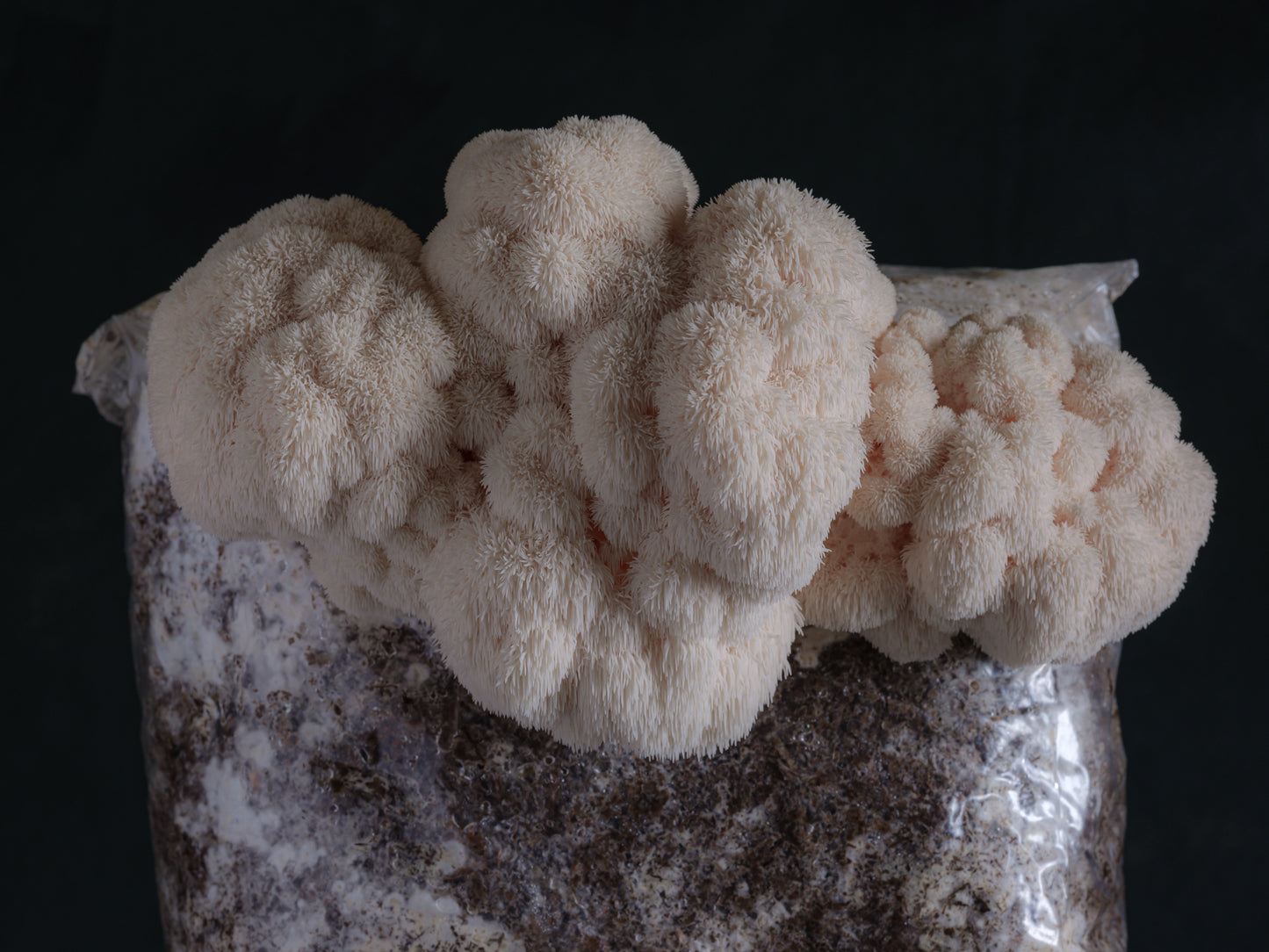 fresh lion's mane