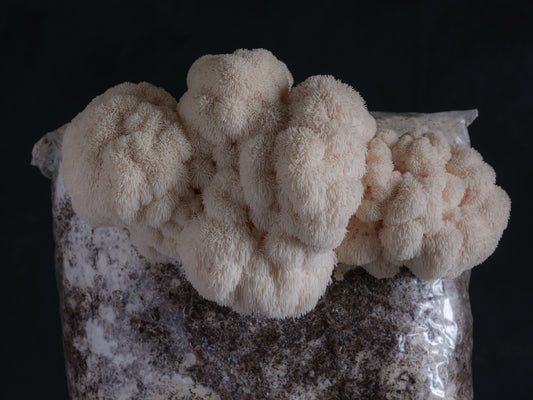 lion's mane mushroom grow kit