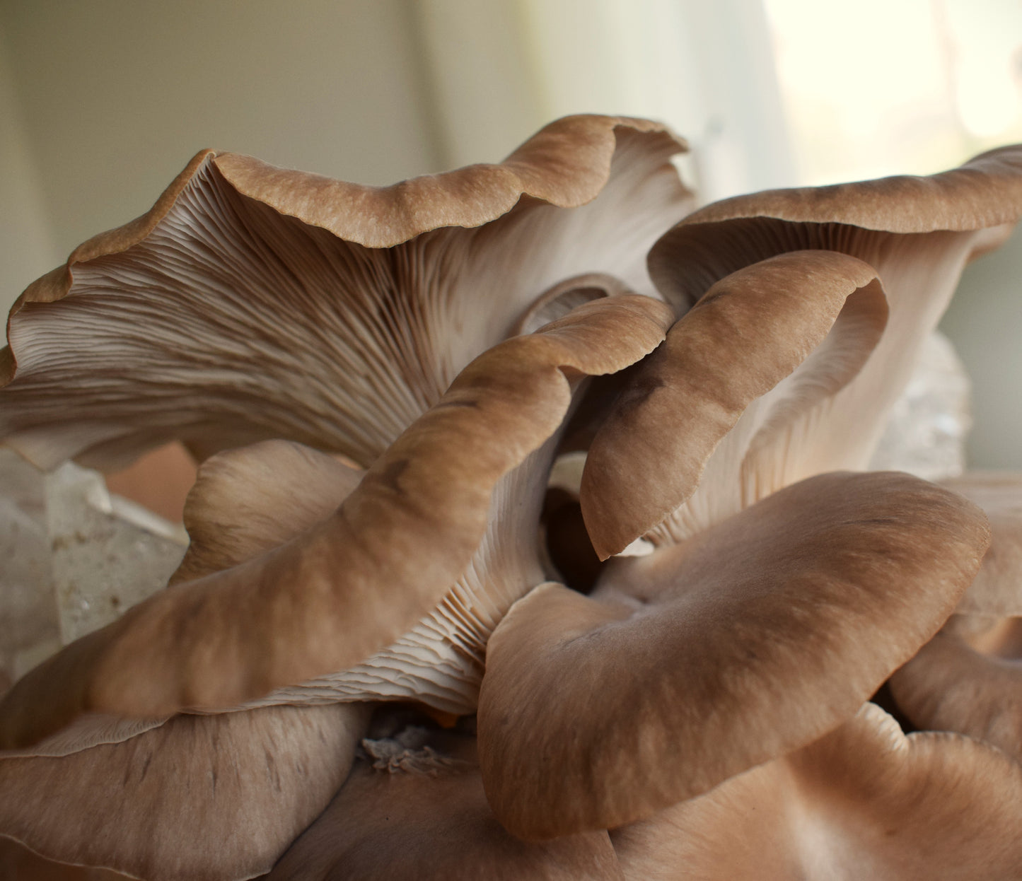 black pearl oyster mushroom grow kit