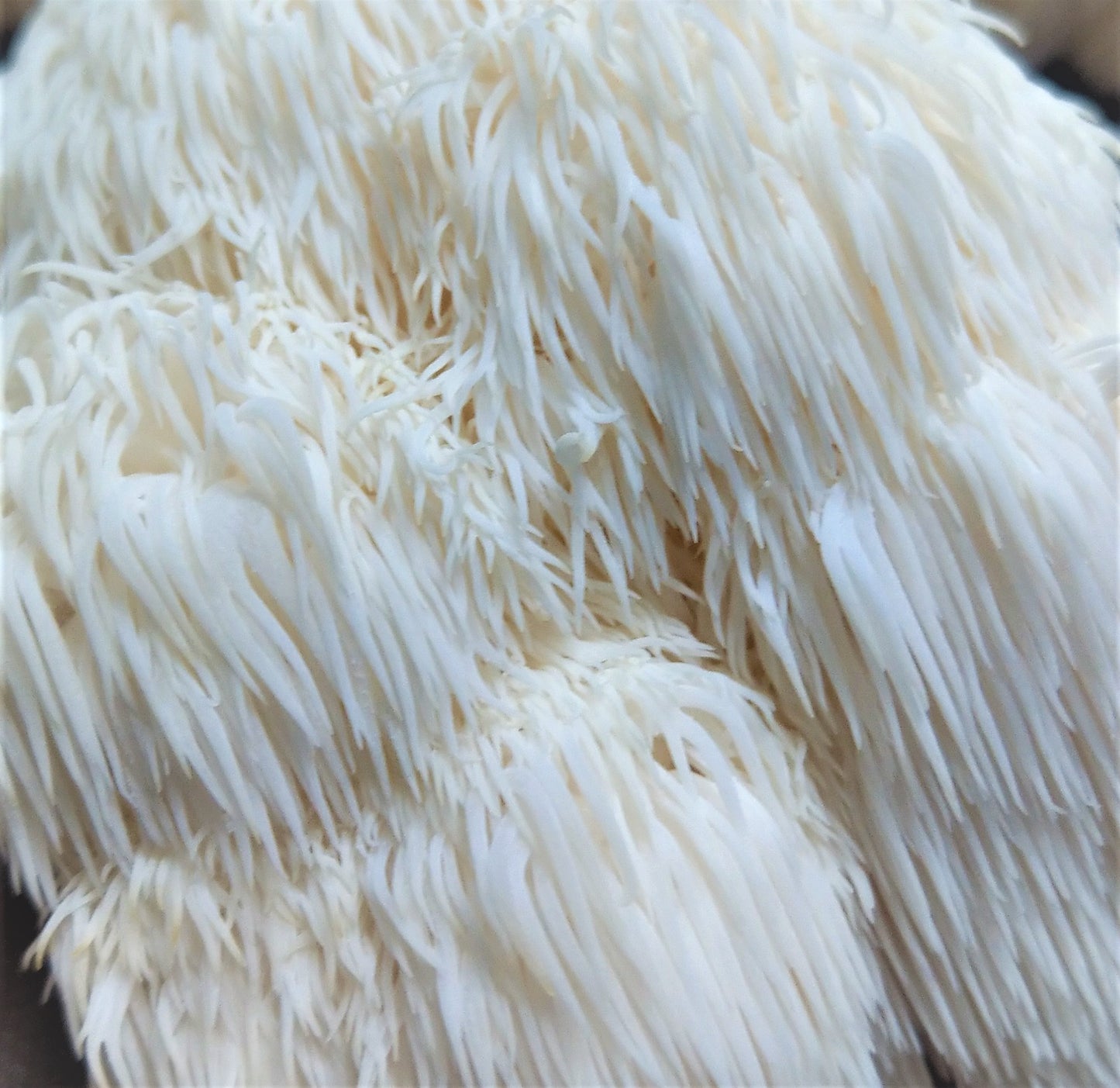100% pure lion's mane powder 30g