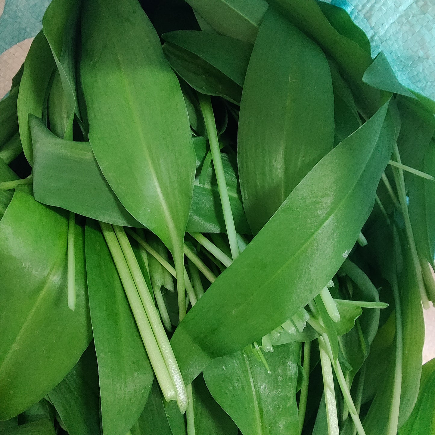 Fresh Wild Garlic 100g