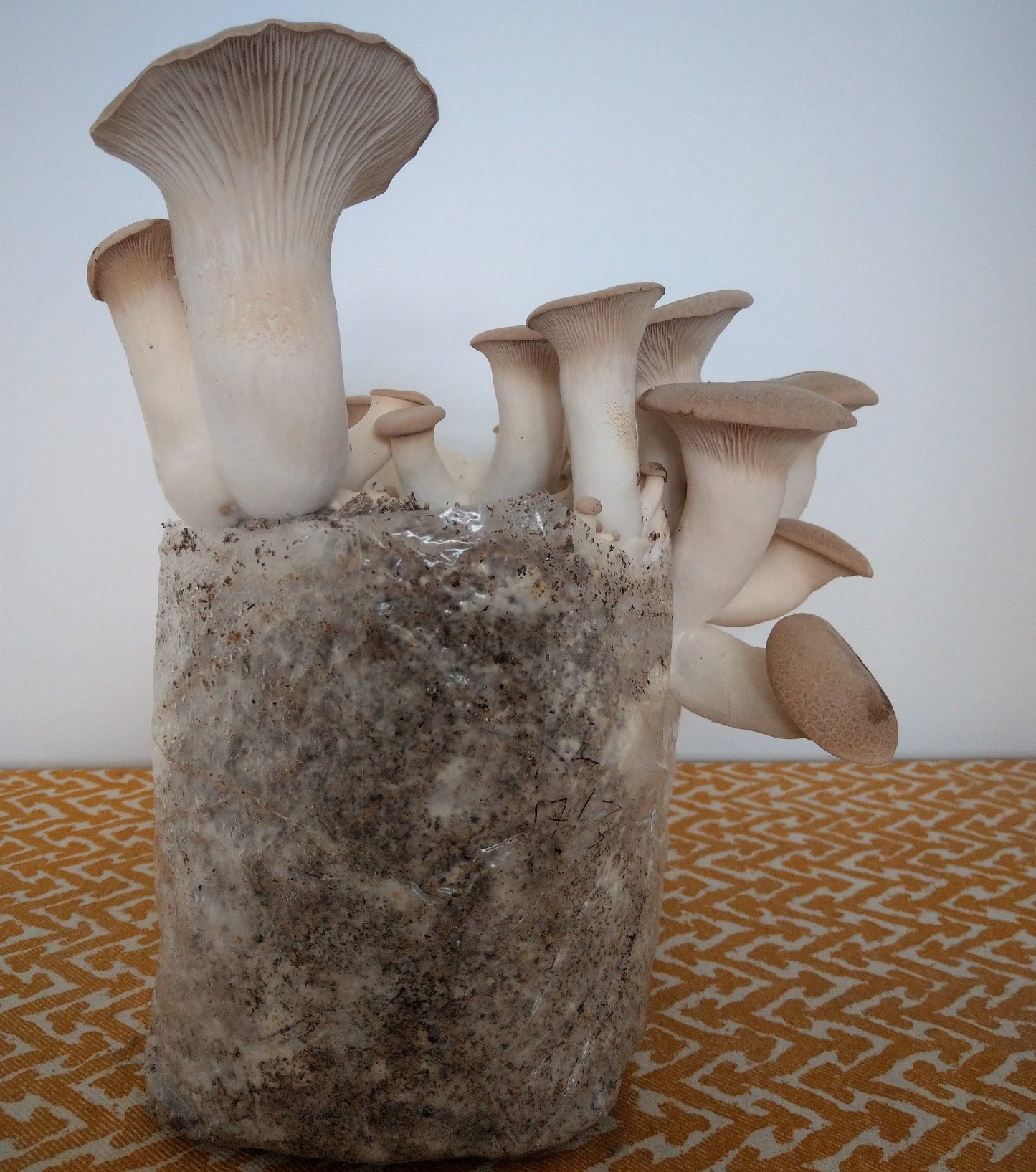 king oyster mushroom grow kit