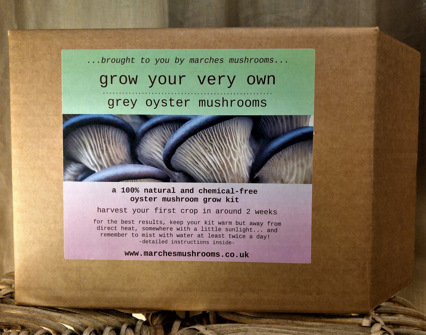 grey oyster mushroom grow kit