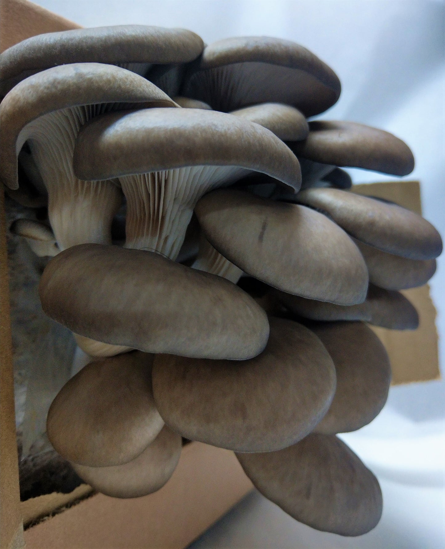 grey oyster mushroom grow kit