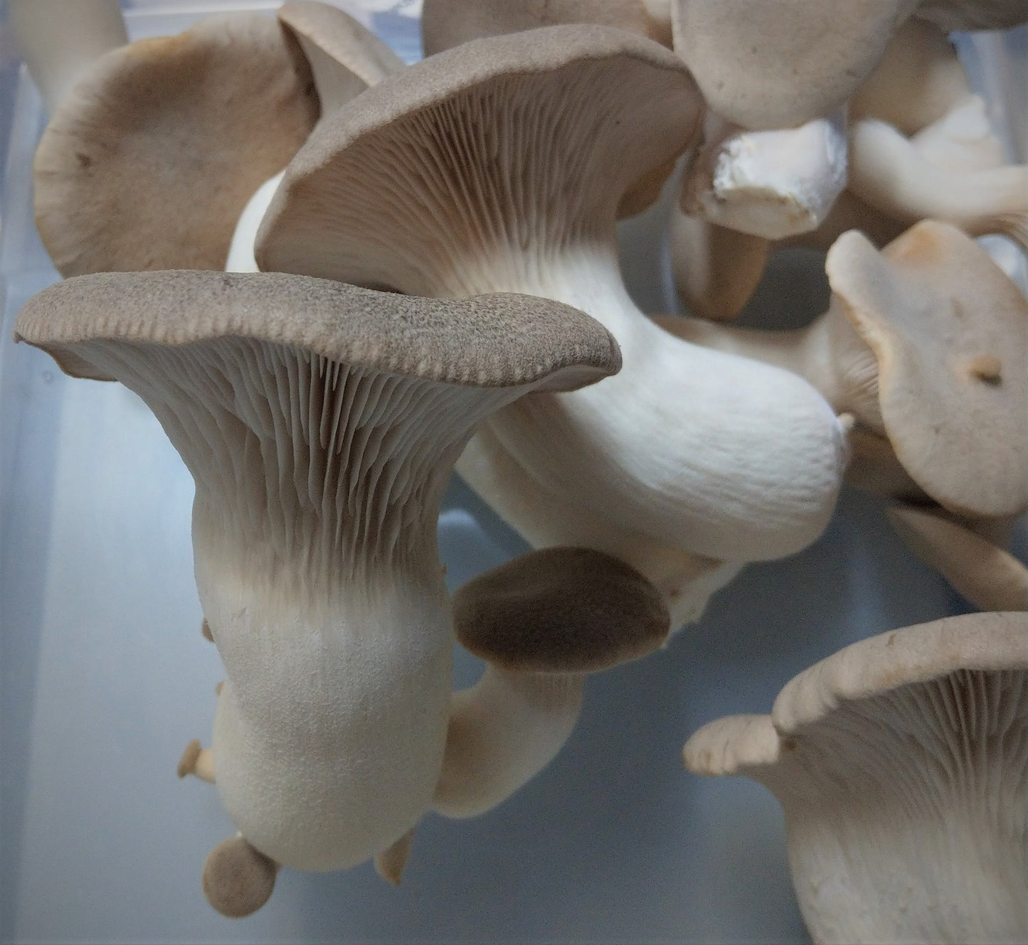 fresh king oyster mushrooms