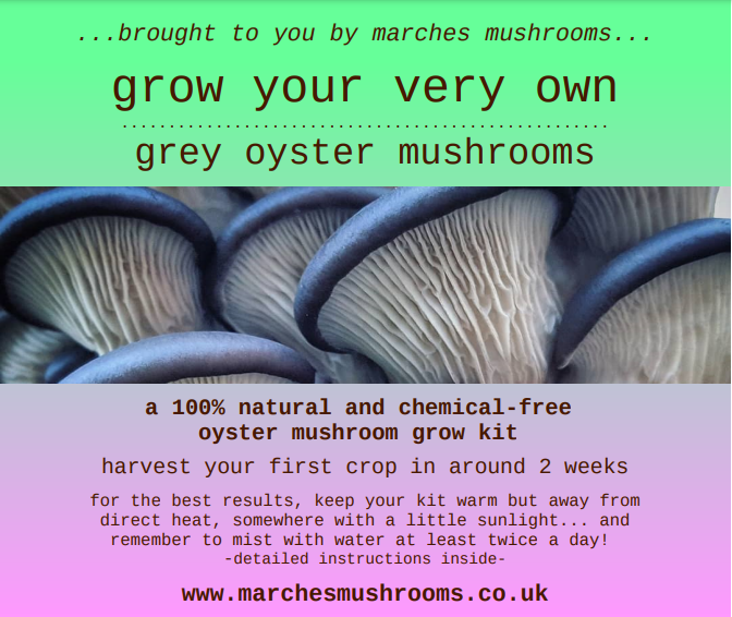 grey oyster mushroom grow kit