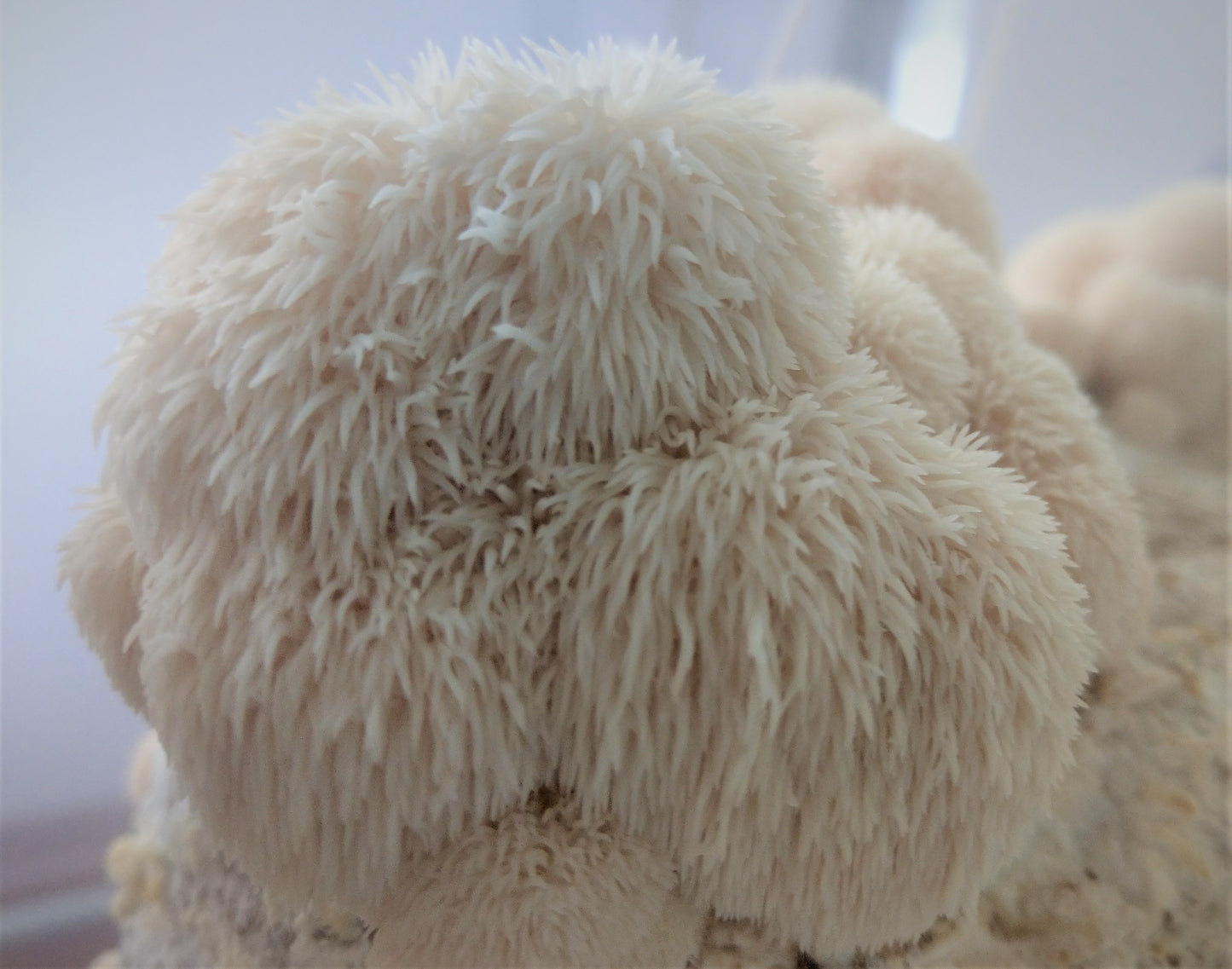 fresh lion's mane