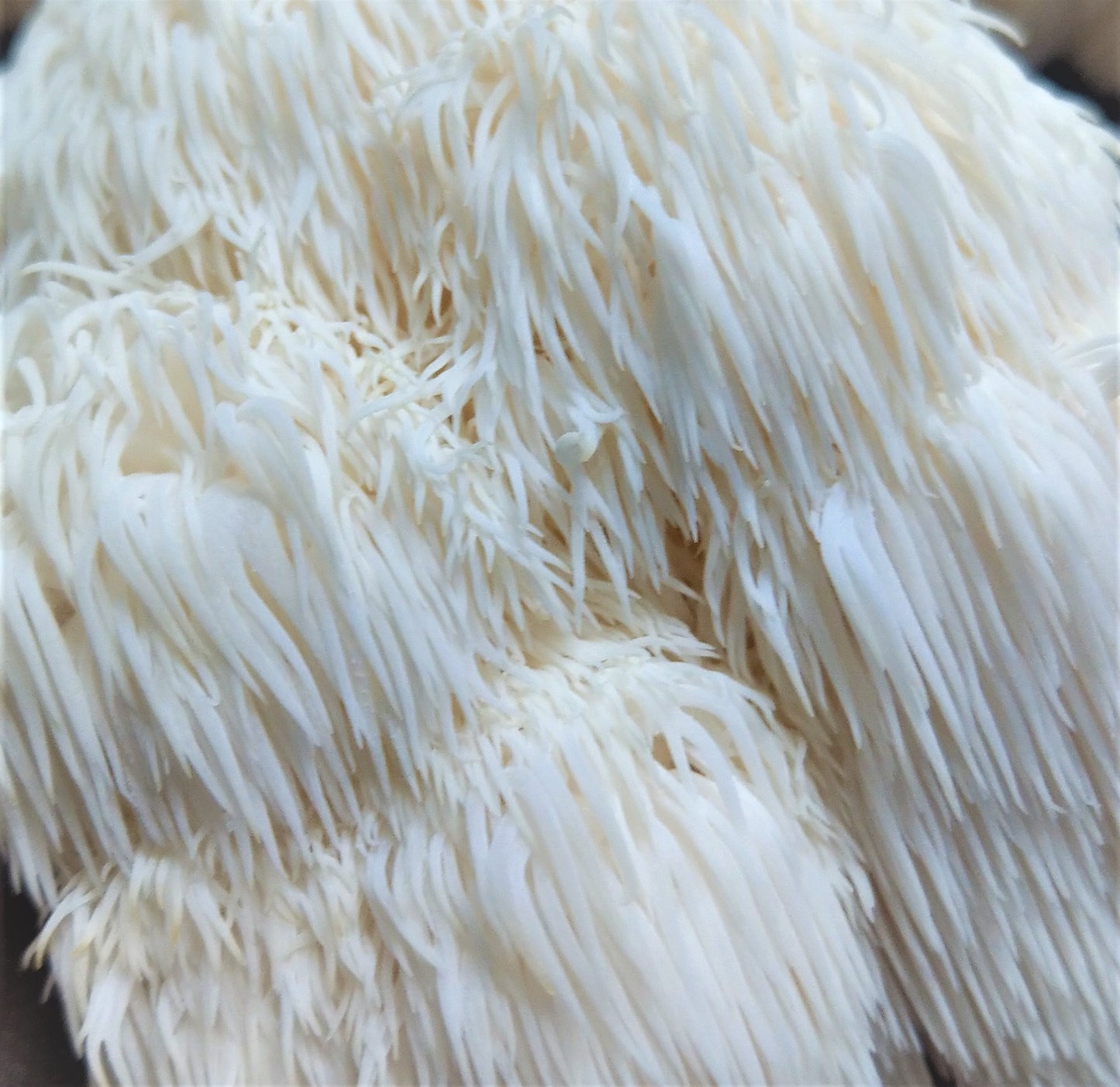 lion's mane mushroom grow kit