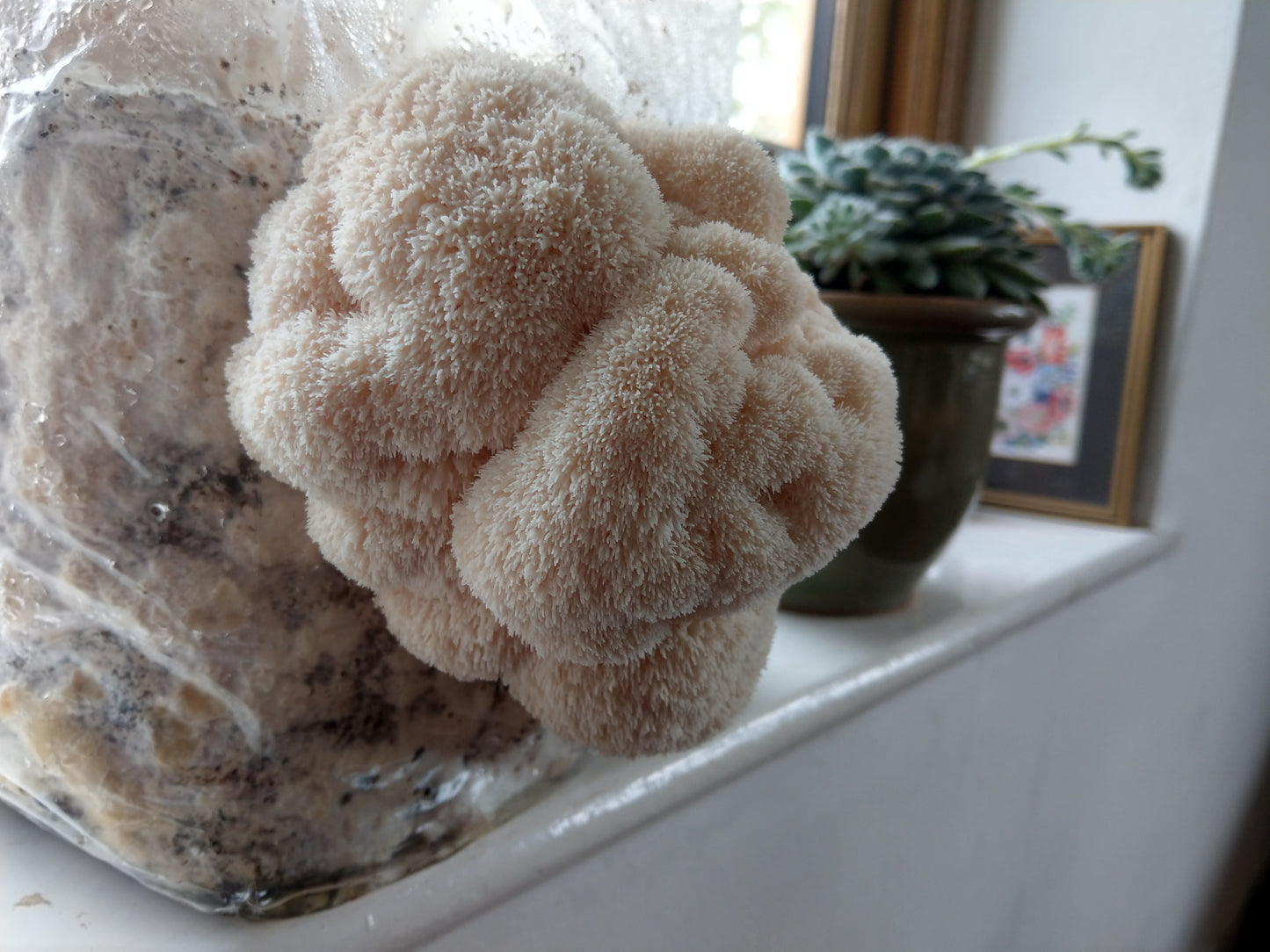 lion's mane mushroom grow kit