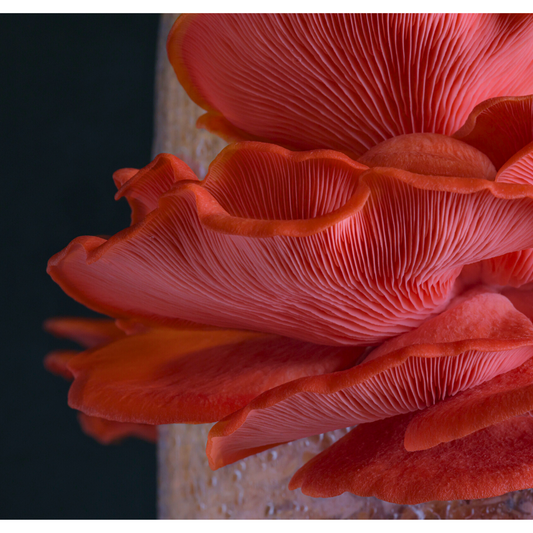 pink oyster mushroom grow kit
