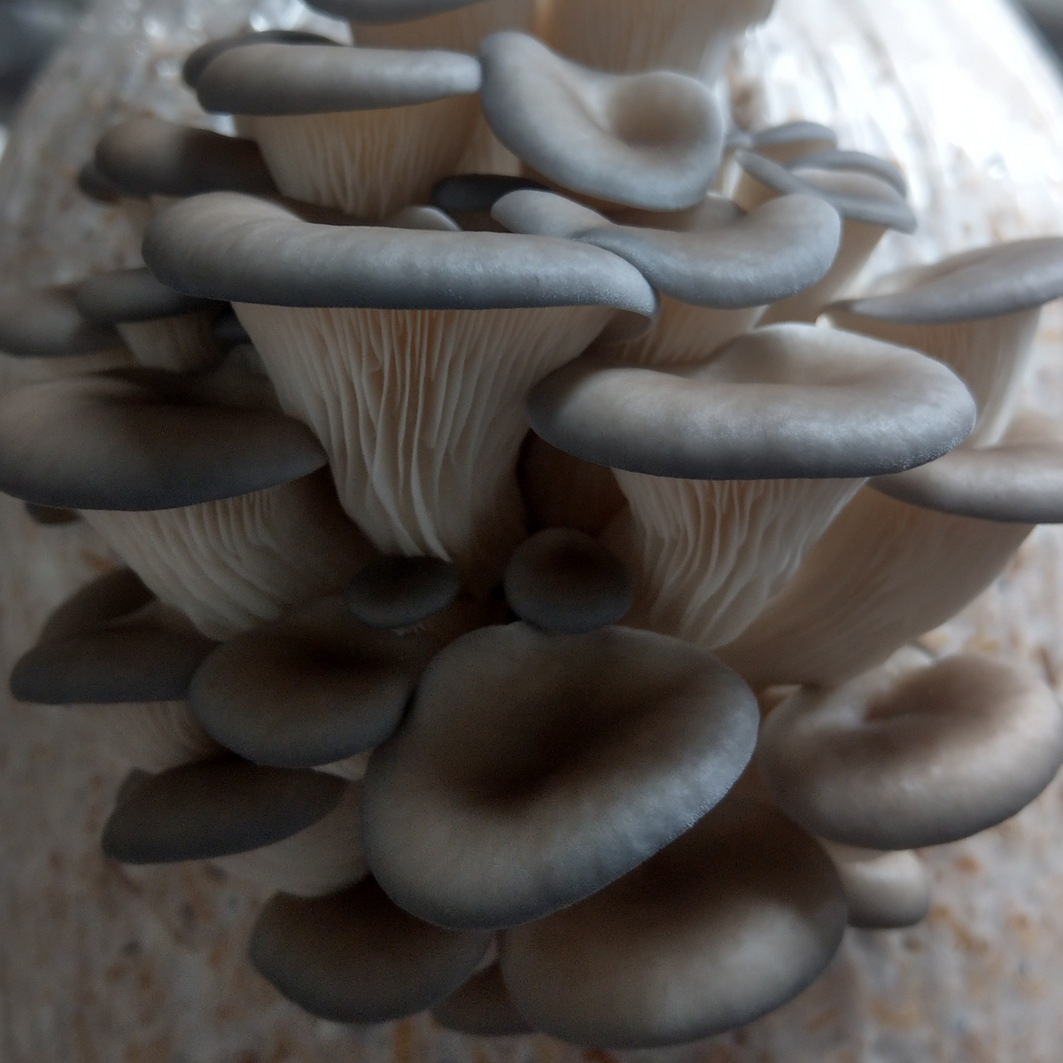 fresh blue-grey oyster mushrooms