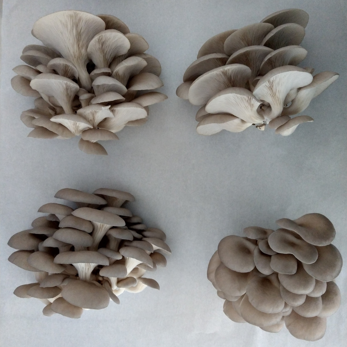 fresh blue-grey oyster mushrooms