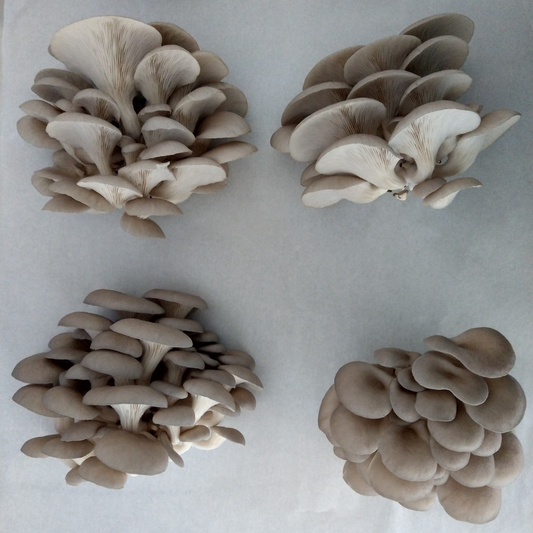 fresh blue-grey oyster mushrooms