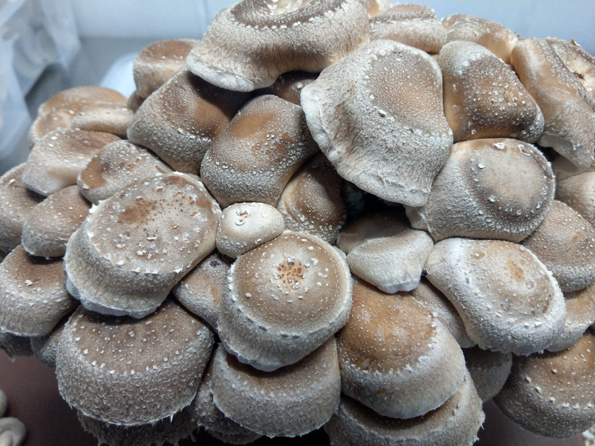 Shiitake Mushrooms from the Marches Mushrooms grow kit