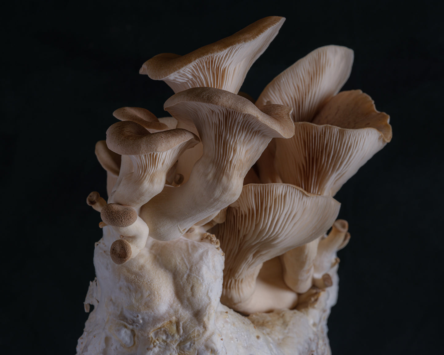 dried black pearl king oyster mushrooms