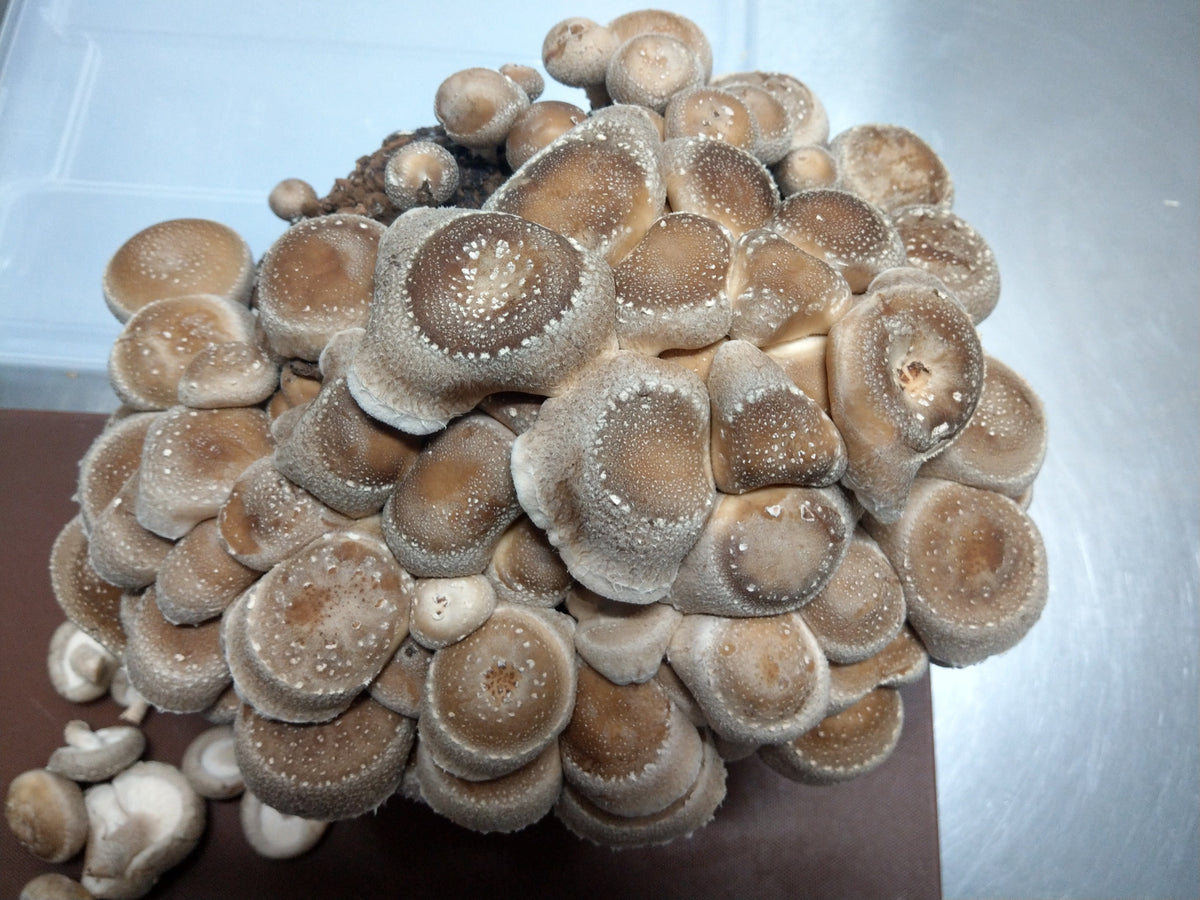 Shiitake mushrooms growing from Marches Mushrooms spray-and-grow kit