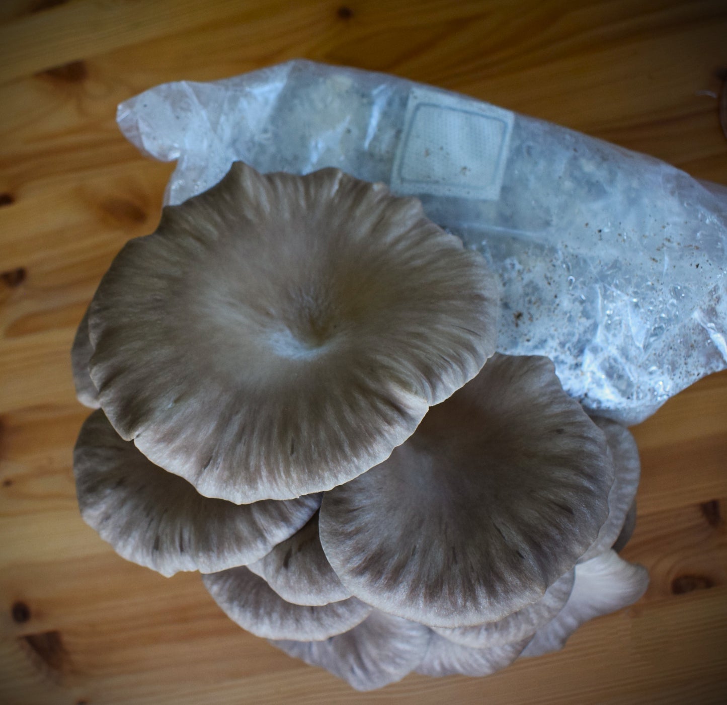 black pearl oyster mushroom grow kit