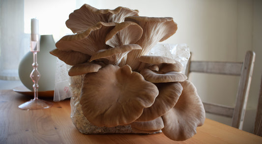 black pearl oyster mushroom grow kit