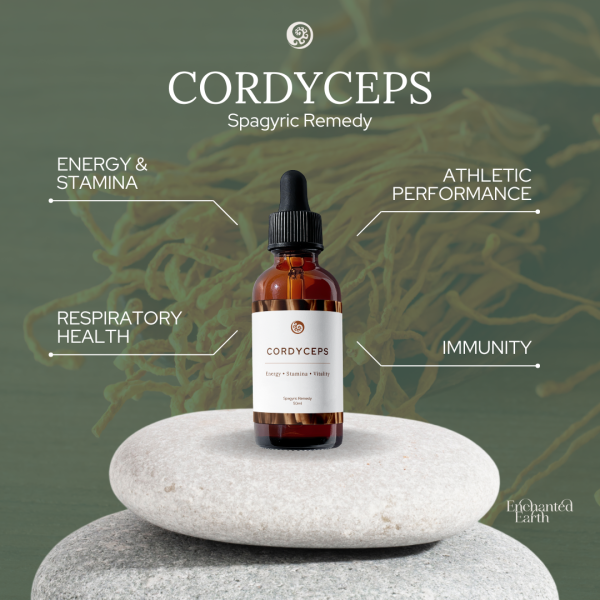 cordyceps extract