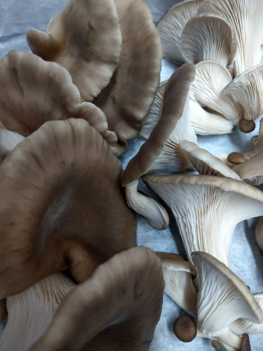 black pearl oyster mushrooms