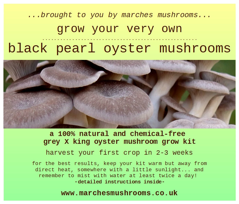 black pearl oyster mushroom grow kit
