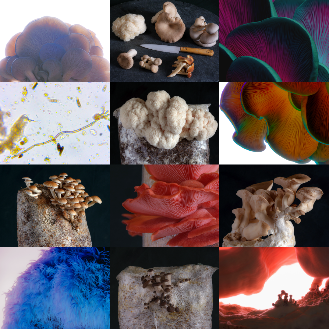 2026 mushroom wall calendar