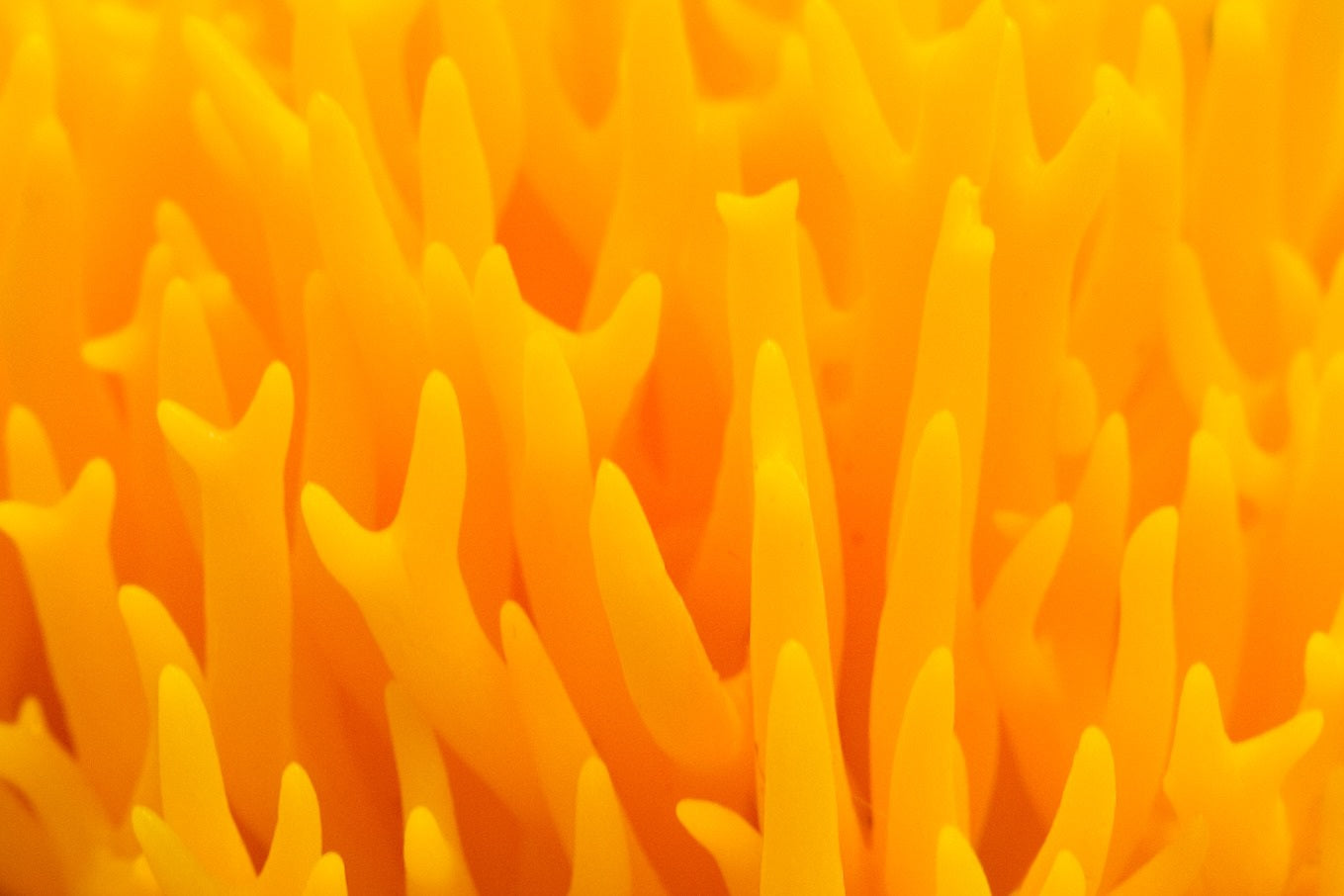 cordyceps extract