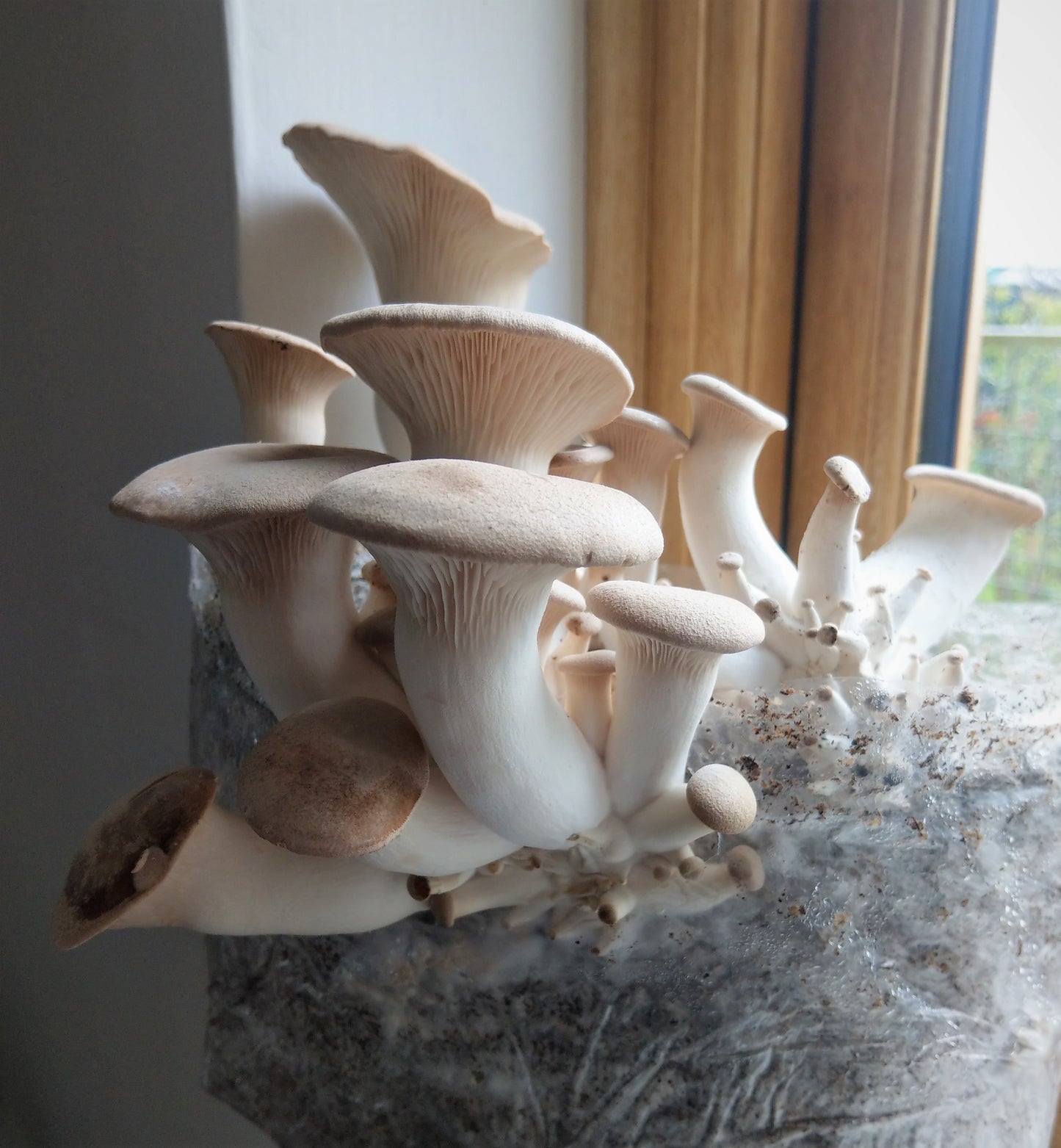 king oyster mushroom grow kit