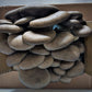 grey oyster mushroom grow kit