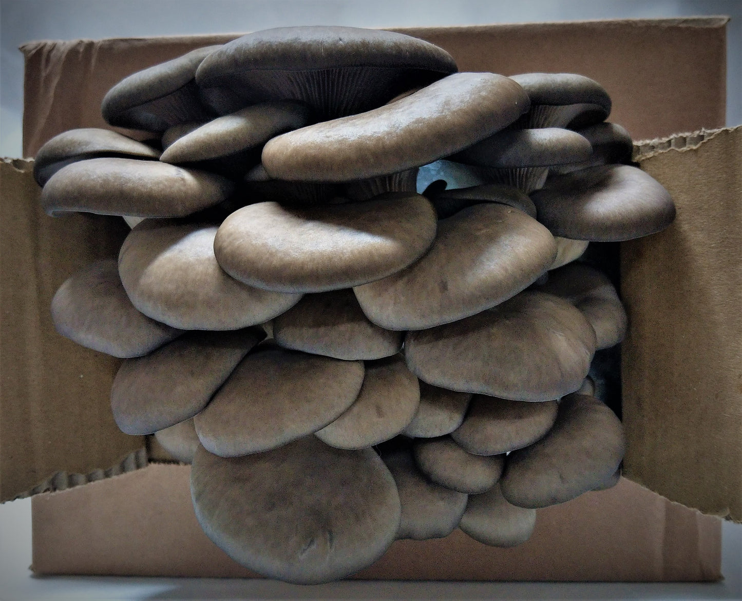 grey oyster mushroom grow kit