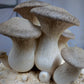 fresh king oyster mushrooms