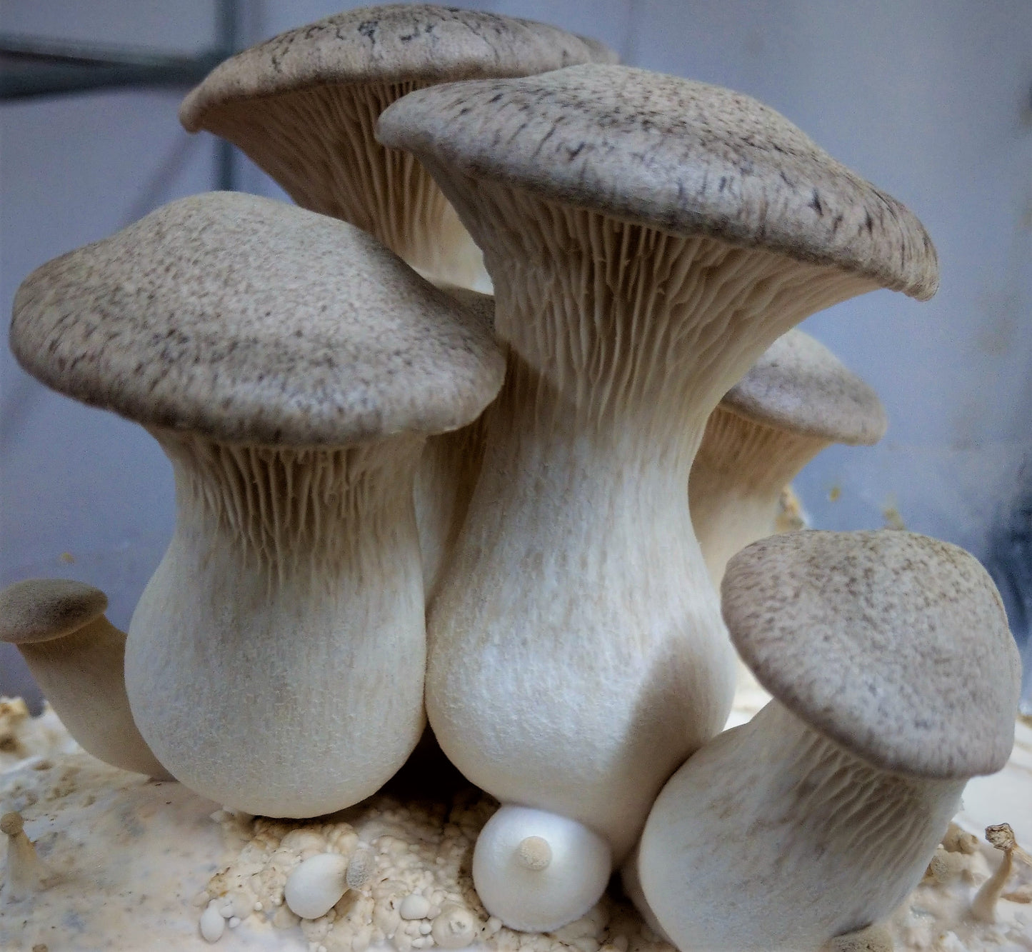 fresh king oyster mushrooms